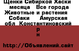 Щенки Сибиркой Хаски 2 месяца - Все города Животные и растения » Собаки   . Амурская обл.,Константиновский р-н